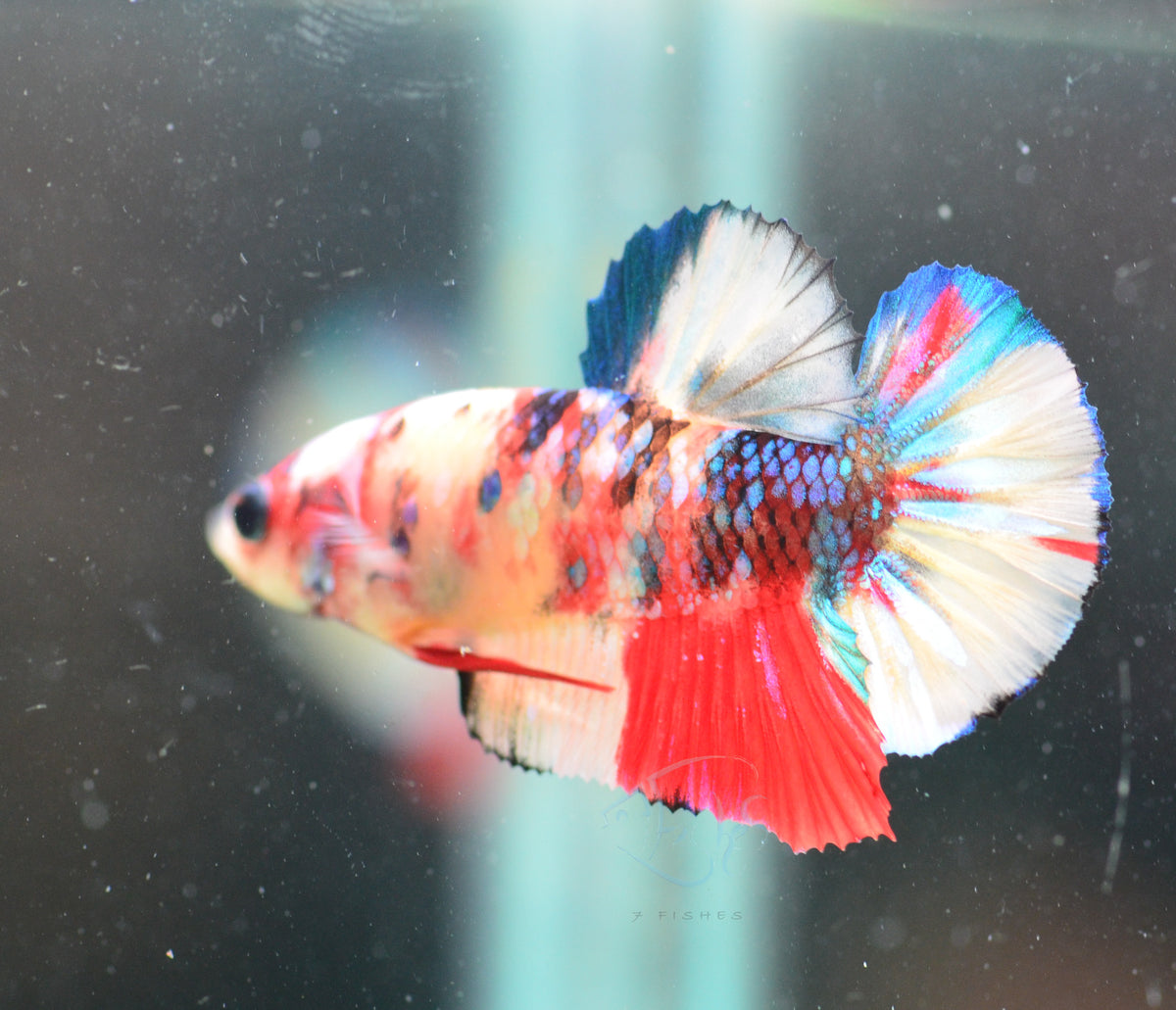 Multicolour HMPK Male