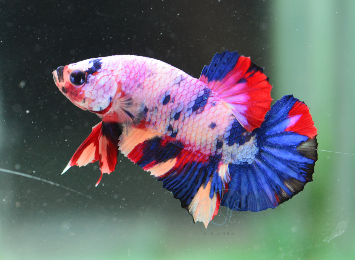 Multicolour HMPK Male