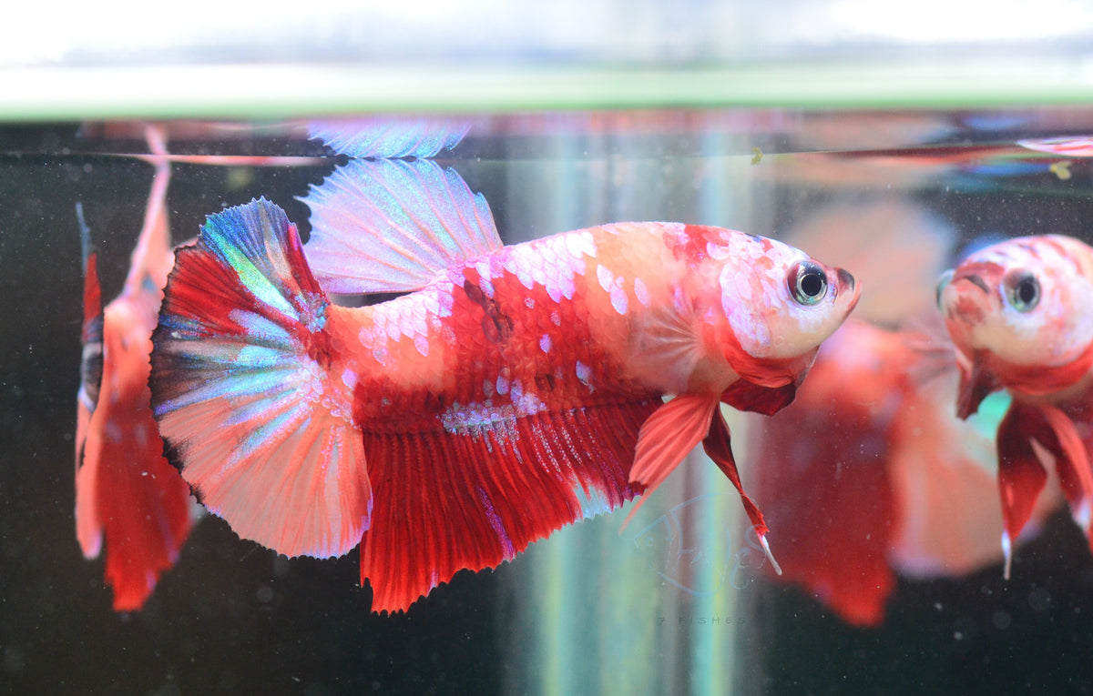 Multicolour HMPK Male