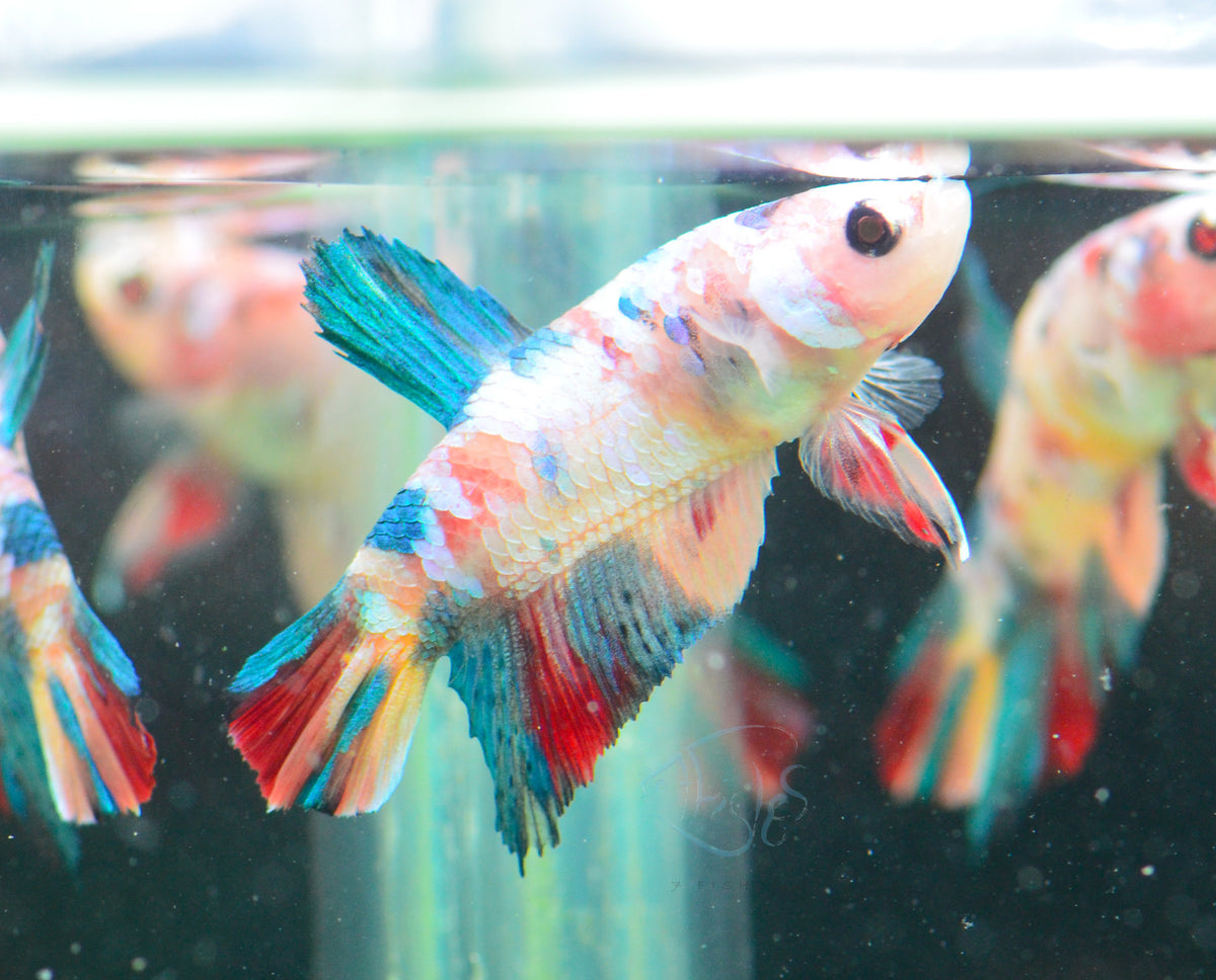 Multicolour HMPK Male