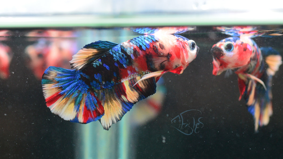 Multicolour HMPK Male