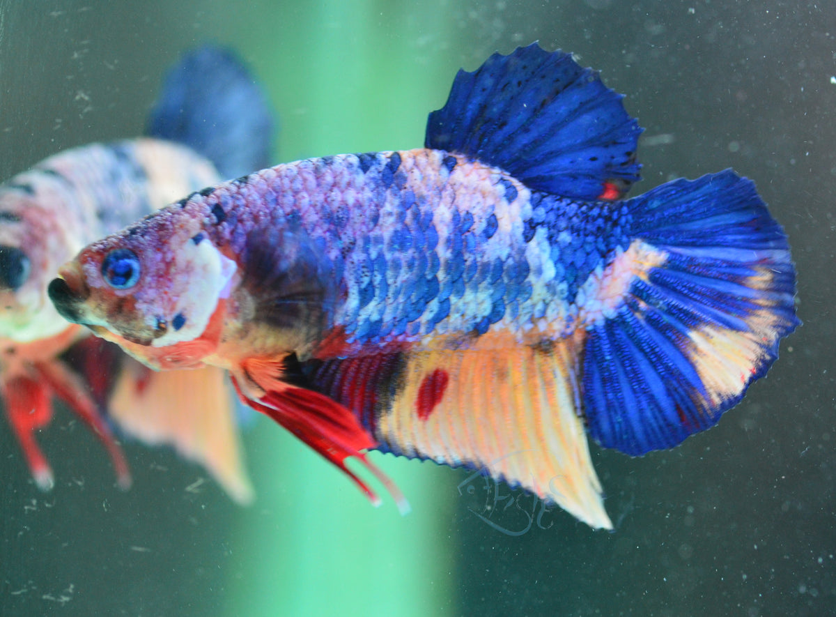 Multicolour HMPK Male