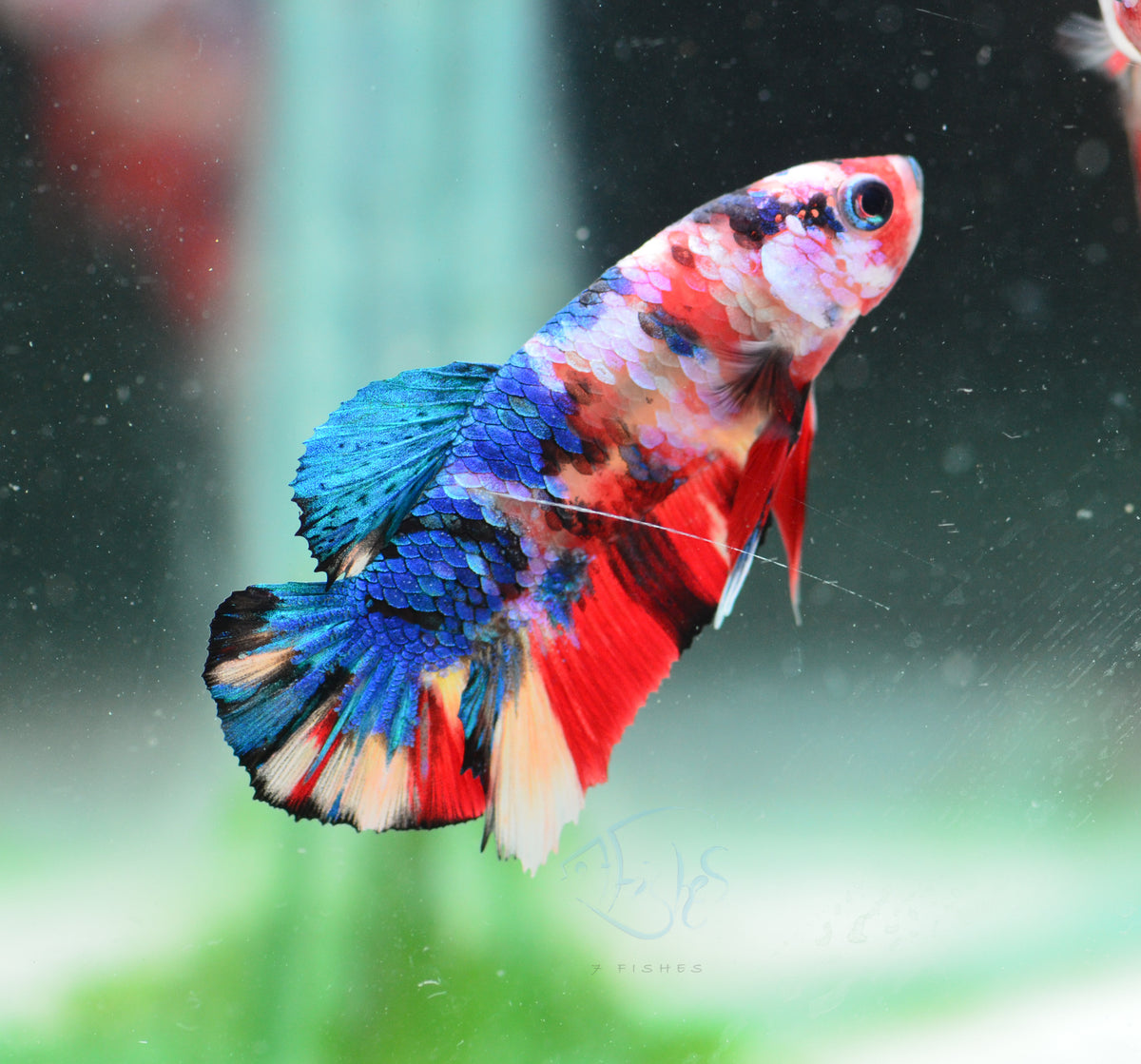 Multicolour HMPK Male