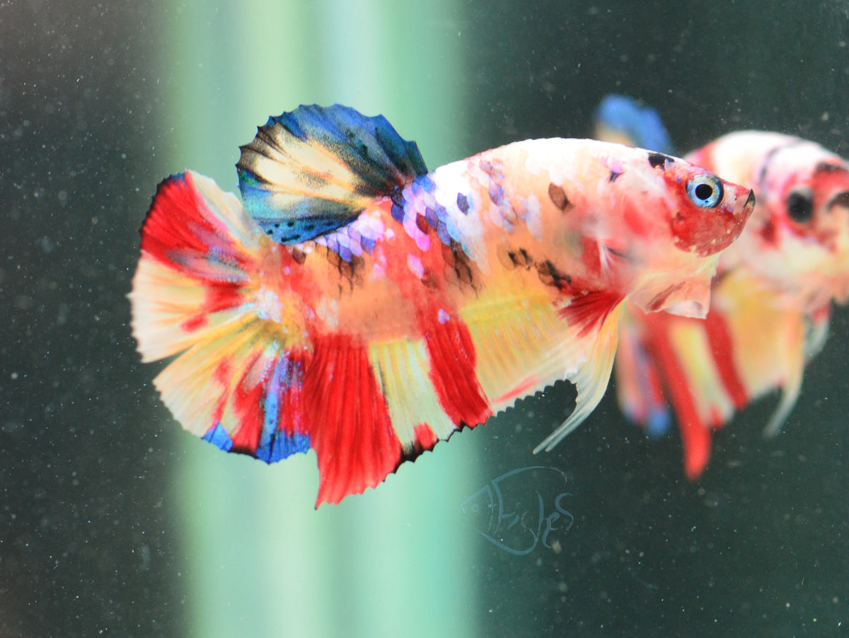 Multicolour HMPK Male