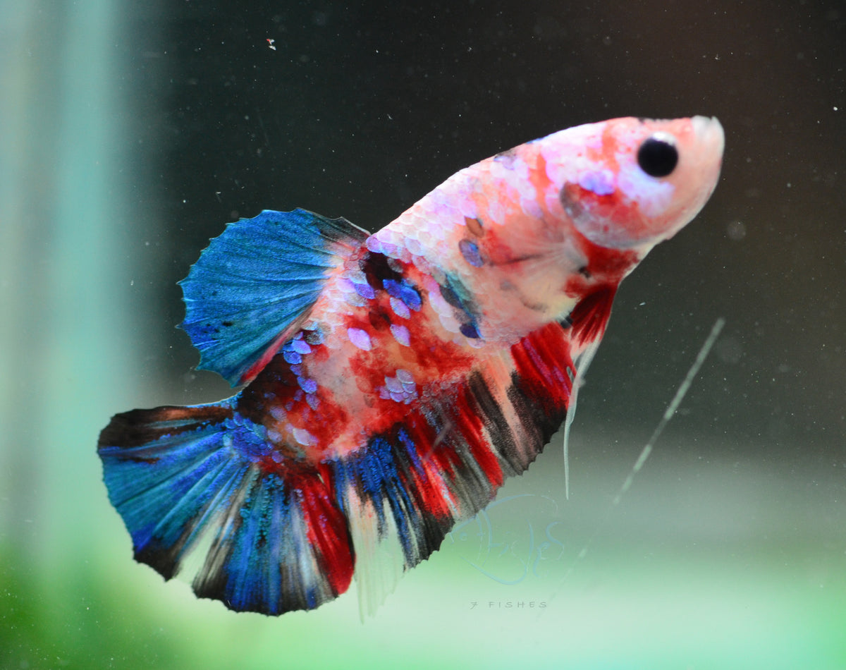 Multicolour HMPK Male