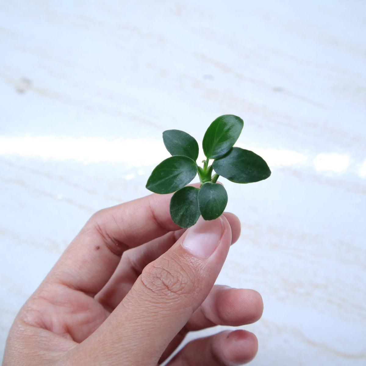 Anubias Nana - Bare Root