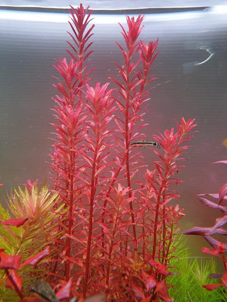 Rotala Bloodii Potted