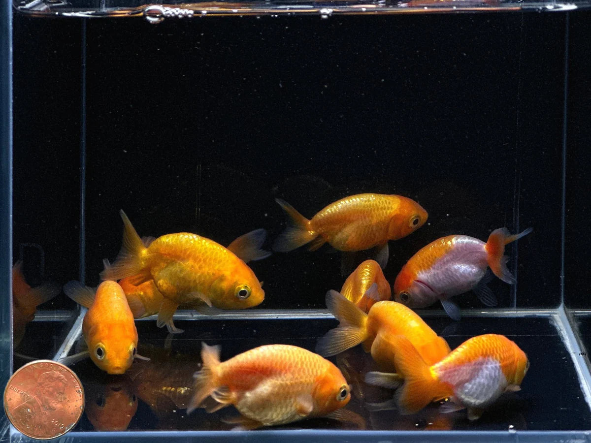 Assorted Orange Ranchu Juvenile