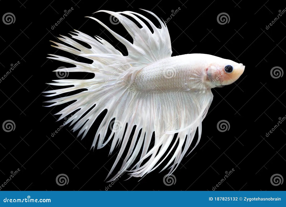 Assorted White Crowntail Male
