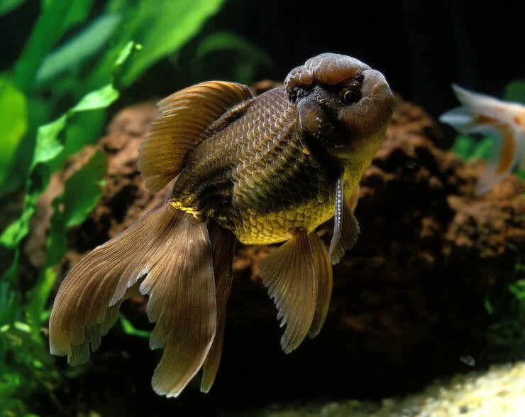 Assorted Black Oranda