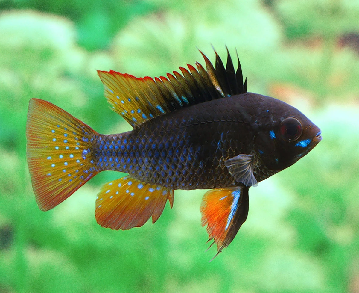 Black Ram Cichlid