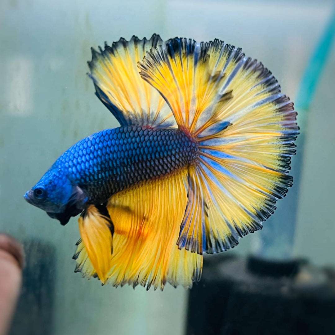 Assorted Mustard Halfmoon Male