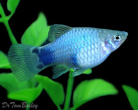 Blue Mickey Mouse Platy
