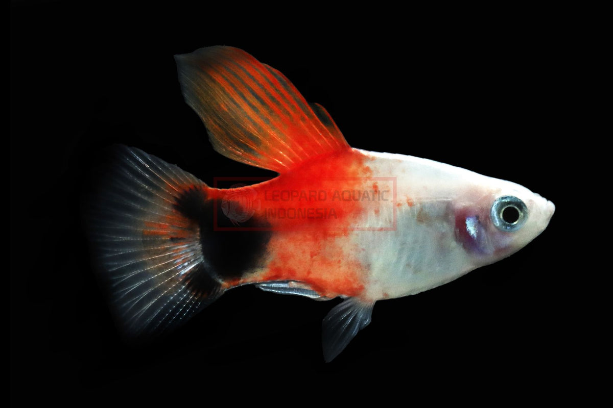 Mickey Mouse Highfin Platy
