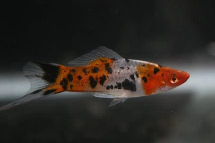 Sanke Swordtail