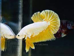 Assorted Yellow Dragon HMPK Male