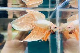 Assorted Metallic Orange Veiltail Male