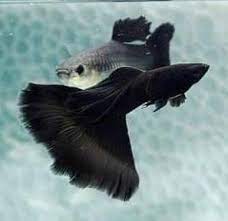 Moscow Black Guppy Pair