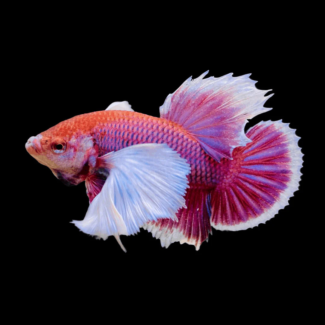 Assorted Lavender Dumbo HMPK Male