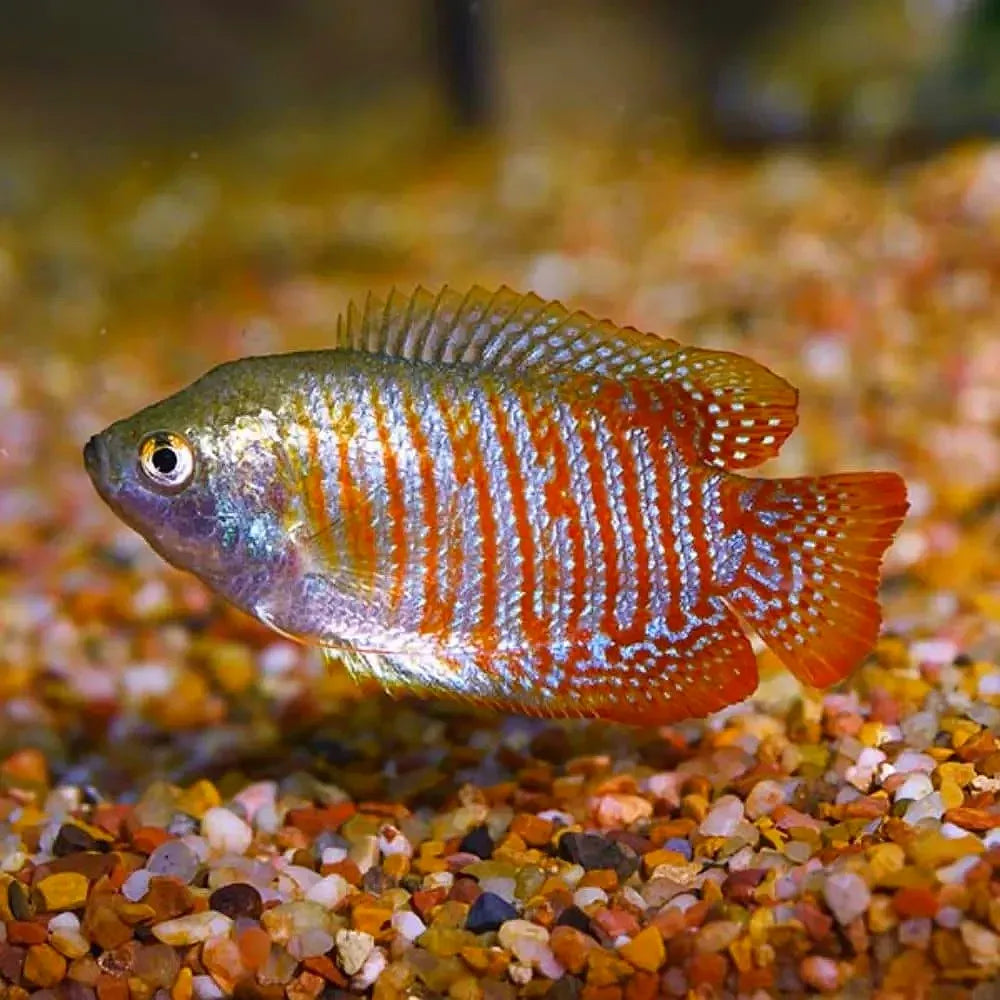 Dwarf Neon Gourami Pair