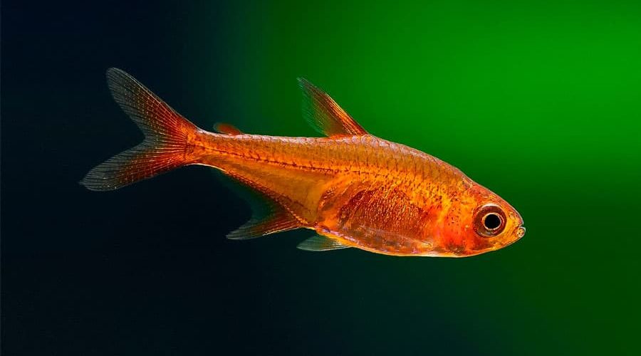 Ember  Tetra 10 pack