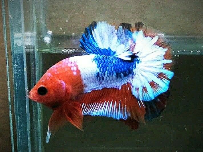 Assorted Pastel Marble HMPK Male