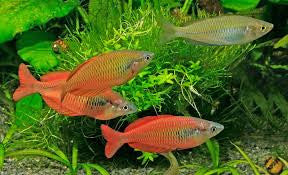 Lake Kurumoi rainbowfish Juvenile  (Melanotaenia Parva)
