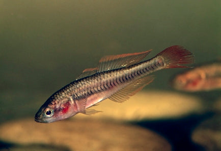 Fire Tail Gudgeon