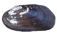 Freshwater Mussel