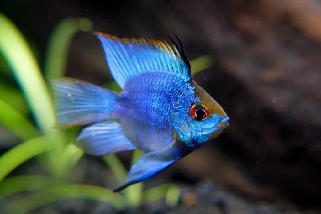 Electric Blue Balloon Ram