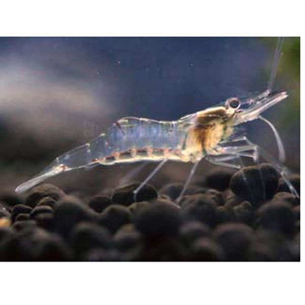 Ghost/Glass Shrimp