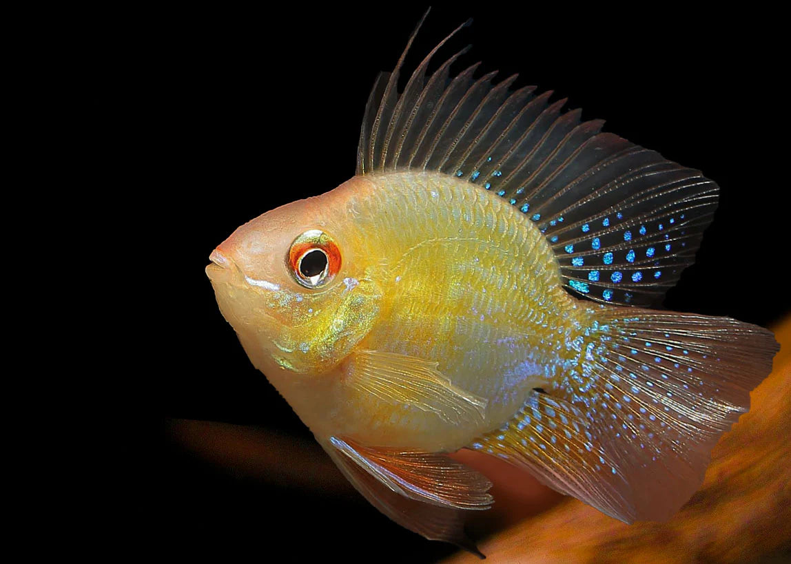 Gold Balloon Ram