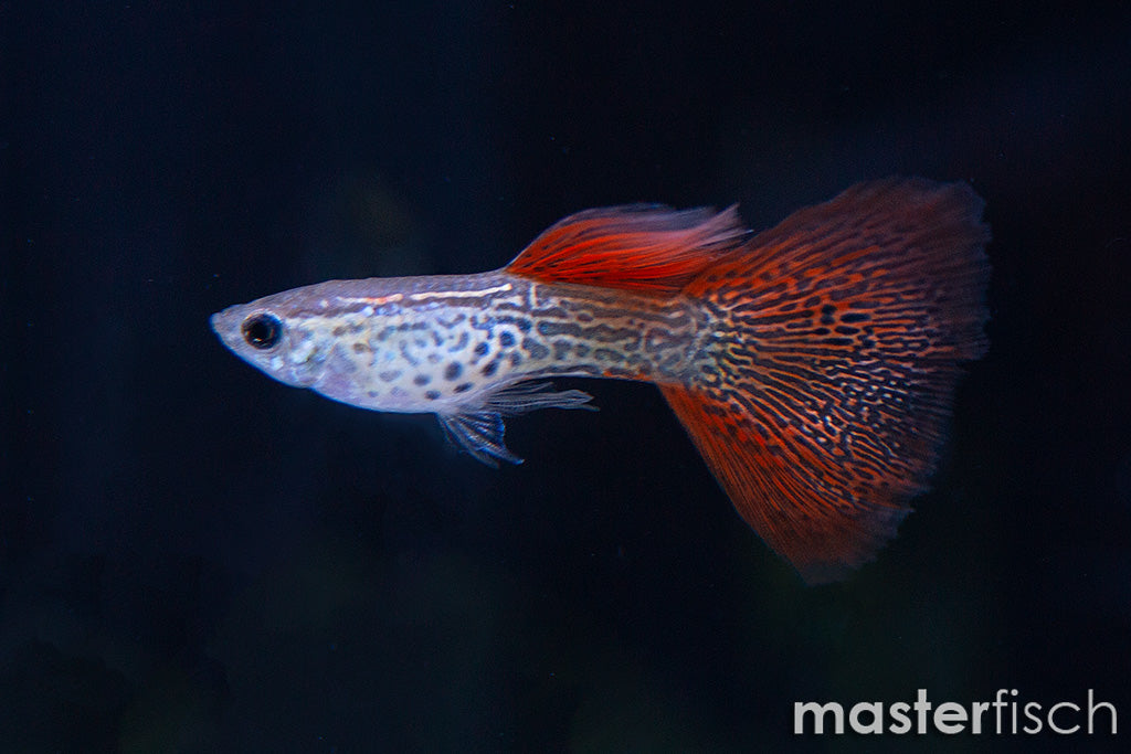 Red Lace Guppy Male