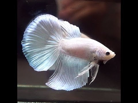 Assorted White Delta-tail Male