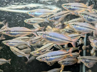 Load image into Gallery viewer, Binduwuy River Rainbowfish Juvenile  (Melanotaenia Trifasciata)
