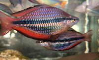 Load image into Gallery viewer, Goyder River Rainbowfish Juvenile  (Melanotaenia Trifasciata)

