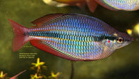 Load image into Gallery viewer, Binduwuy River Rainbowfish Juvenile  (Melanotaenia Trifasciata)
