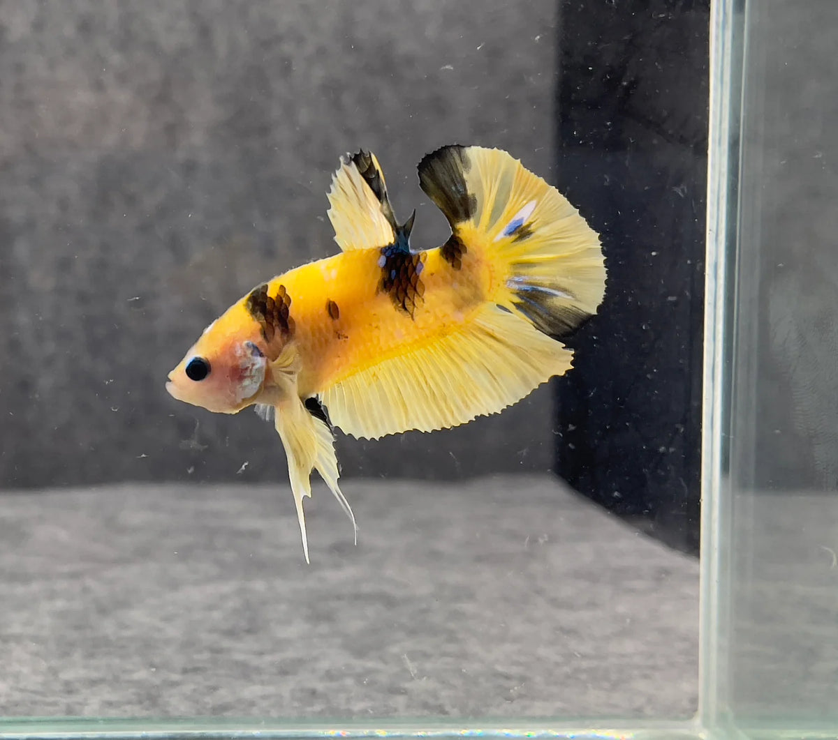 Assorted Yellow Koi HMPK Male