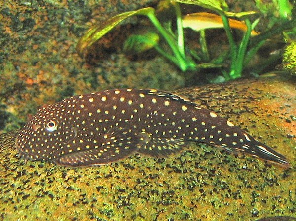 Spotted Borneo Sucker (Gastromyzon scitulus)