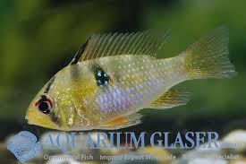 Wild Ram Cichlid