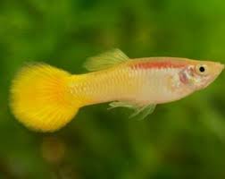 Yellow Guppy Male