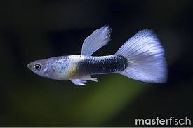 White Tuxedo Guppy Male