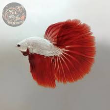 Assorted Red Dragon Delta-tail Male