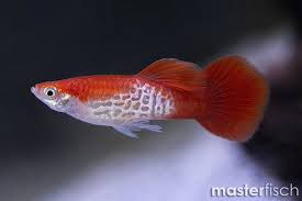 Red Blonde Cobra Guppy Male