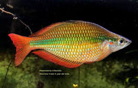 Load image into Gallery viewer, Woomera Creek Rainbowfish Juvenile  (Melanotaenia Trifasciata)
