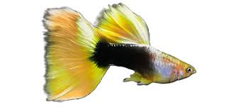 Yellow Tuxedo Guppy Male