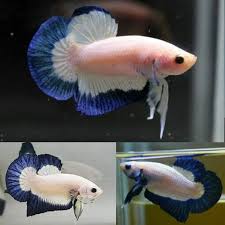 Assorted Blue Rim HMPK Male