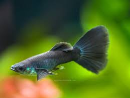 Black Guppy Male