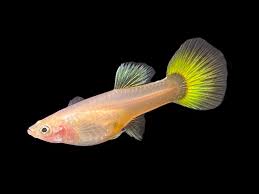 Yellow Guppy Female