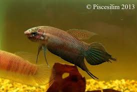 Betta Bellica Pair